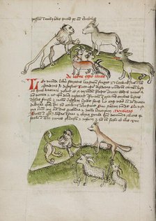 Lions and a Donkey with Other Animals: A Lion in his Den and a Fox..., third quarter of 15th cent. Creator: Unknown.