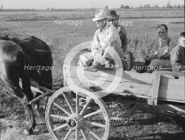 Horse and wagon is still a common means of transportation..., Southeast Missouri Farms, 1938. Creator: Dorothea Lange.