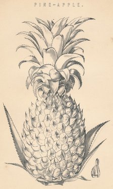 'Pine-Apple', c19th century.  Artist: Unknown.