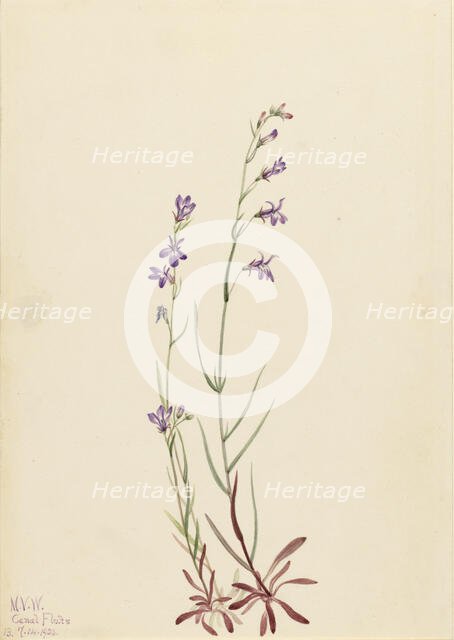 Brook Lobelia (Lobelia kalmii), 1923. Creator: Mary Vaux Walcott.