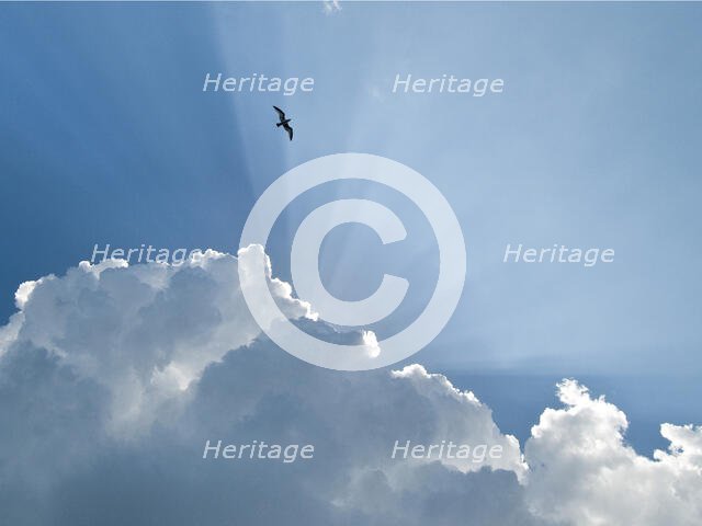 Gull and Glory. Creator: Eve Turek.