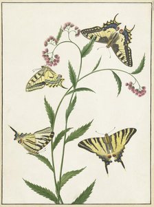 Four Butterflies on Flowers, 1747-1802. Creator: Paulus Knogh.
