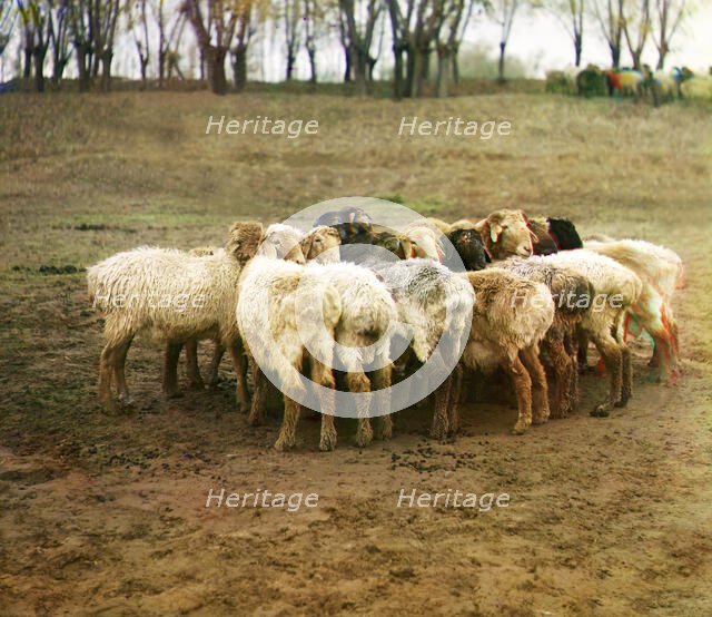 Fat [sic] sheep, Golodnaia Steppe, between 1905 and 1915. Creator: Sergey Mikhaylovich Prokudin-Gorsky.