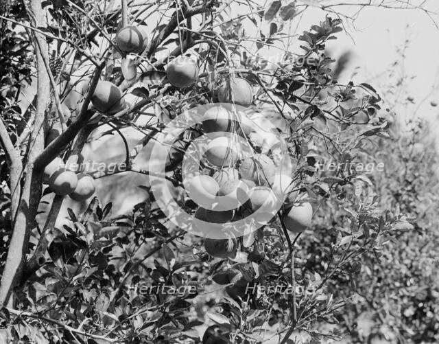 Cluster of grape fruit, between 1900 and 1920. Creator: Unknown.