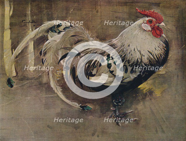 'The Spangled Cock', 1903 (1935). Artist: Joseph Crawhall.