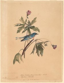 Blue Yellow Back Warbler, 1812. Creator: John James Audubon.