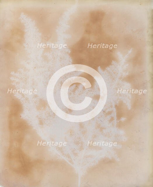 Thapsia Asclepium from Corfu, 1839-40. Creator: William Henry Fox Talbot.