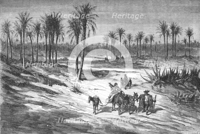 'Palm groves of Elche, near Alicante; Notes on Spain', 1875. Creator: Unknown.