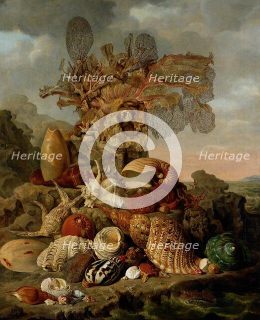 Shells and Marine Plants, 1809. Creator: Henricus Franciscus Wiertz.