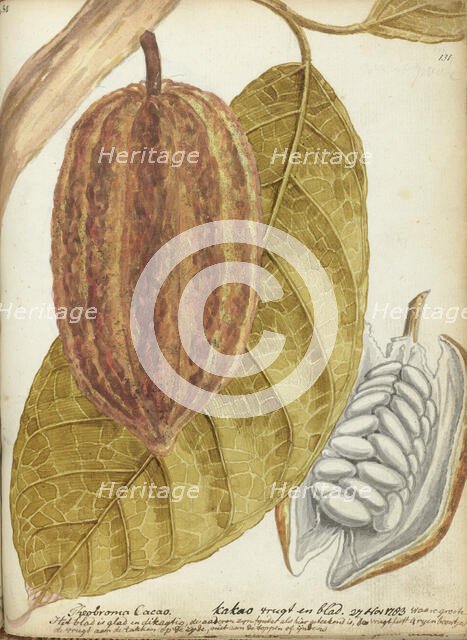 Cacao, 1783. Creator: Jan Brandes.
