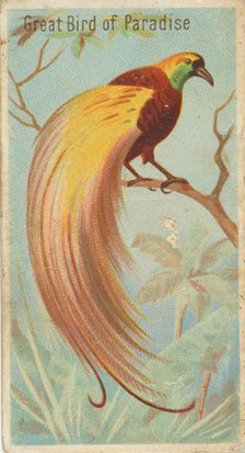 Great Bird of Paradise, from the Birds of the Tropics series (N5) for Allen & Ginter Cigar..., 1889. Creator: Allen & Ginter.