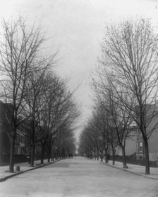 Washington Street shade trees, between 1890 and 1950. Creator: Frances Benjamin Johnston.