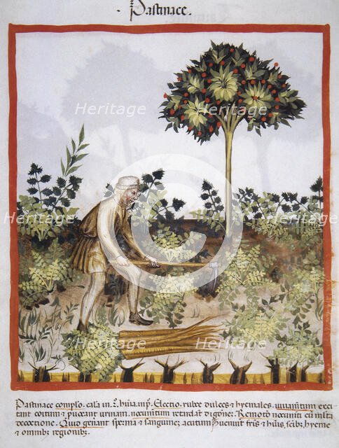 Carrots, 14th century.  Creator: Unknown.