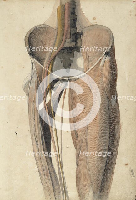 Musculature, bones and blood vessels of the pelvis and thigh, c1805. Creator: Benjamin Robert Haydon.
