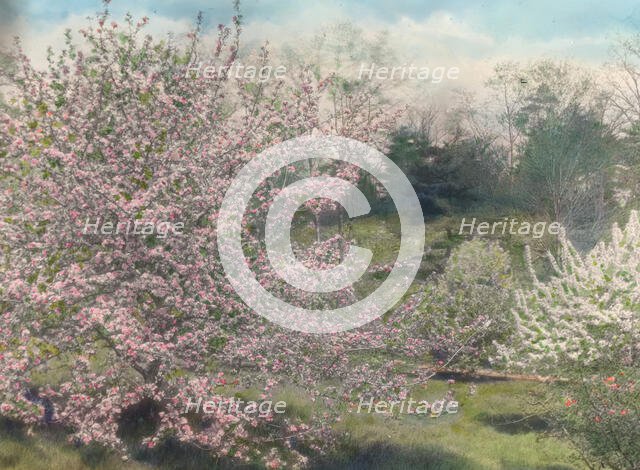 "Holm Lea," Charles Sprague Sargent house, Brookline, Massachusetts, c1914. Creator: Frances Benjamin Johnston.