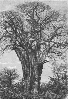 'The Baobab (Adansonia digitata, Linn.)', 1875. Creator: W. Carruthers.