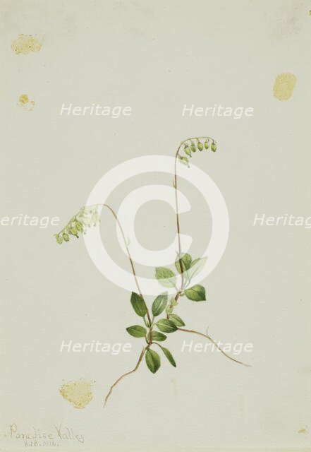 Sidebells Pyrola (Pyrola secunda), 1916. Creator: Mary Vaux Walcott.