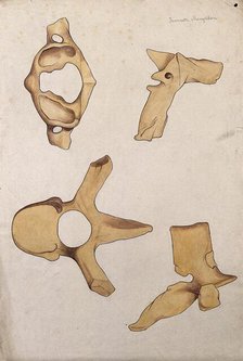 Vertebrae: four figures, 1880. Creator: Jeannette Mongredien.