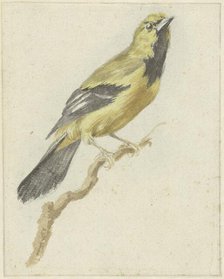 Yellow Oriole (Icterus nigrogularis), 1700-1800. Creator: Pieter Gevers.