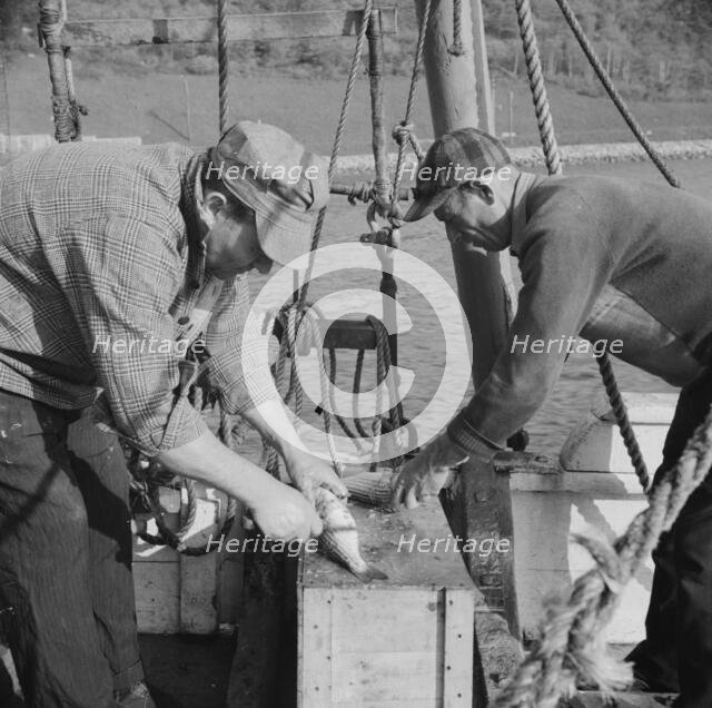 On board the fishing boat Alden, out of Glocester, Massachusetts, 1943. Creator: Gordon Parks.
