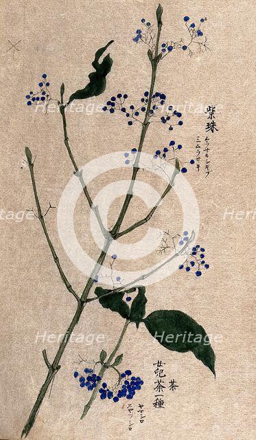 A fruiting plant, possibly a Callicarpa species. Creator: Unknown.