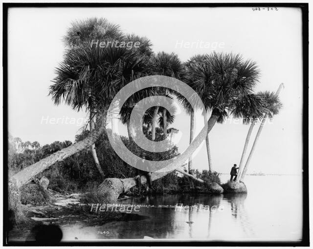 Studies in palms, Sebastian Creek, Florida, between 1880 and 1897. Creator: William H. Jackson.