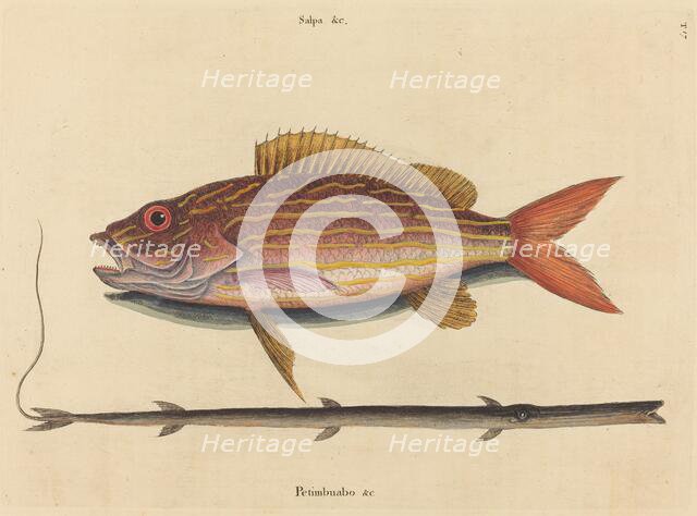 The Lane-snapper (Sparus synagris), published 1731-1743. Creator: Mark Catesby.