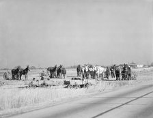 Mule teams near Montgomery, Alabama, 1935. Creator: Walker Evans.