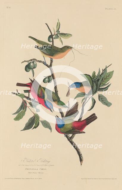 Painted Bunting, 1829. Creator: Robert Havell.
