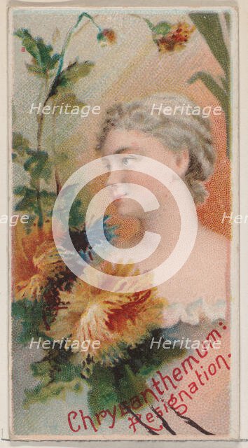 Chrysanthemum: Resignation, from the series Floral Beauties and Language of Flowers (N75) ..., 1892. Creator: Donaldson Brothers.