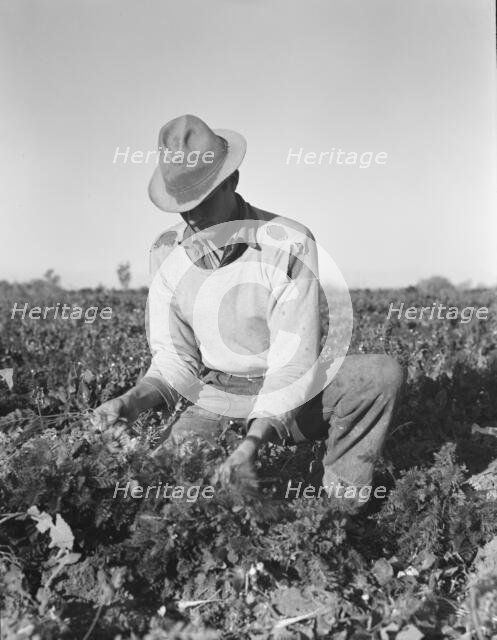 Migratory field worker pulling carrots, Imperial Valley, California, 1939. Creator: Dorothea Lange.