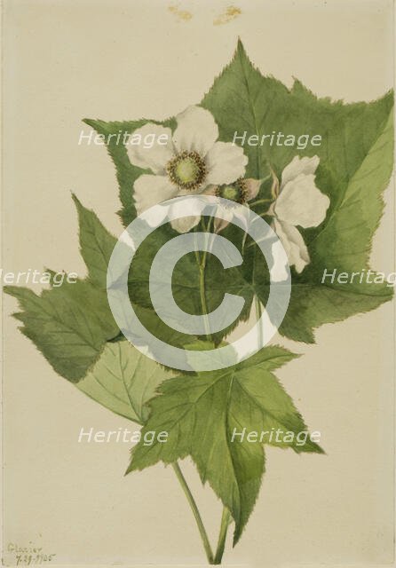 White Flowering Raspberry (Rubus parviflorus), 1905. Creator: Mary Vaux Walcott.