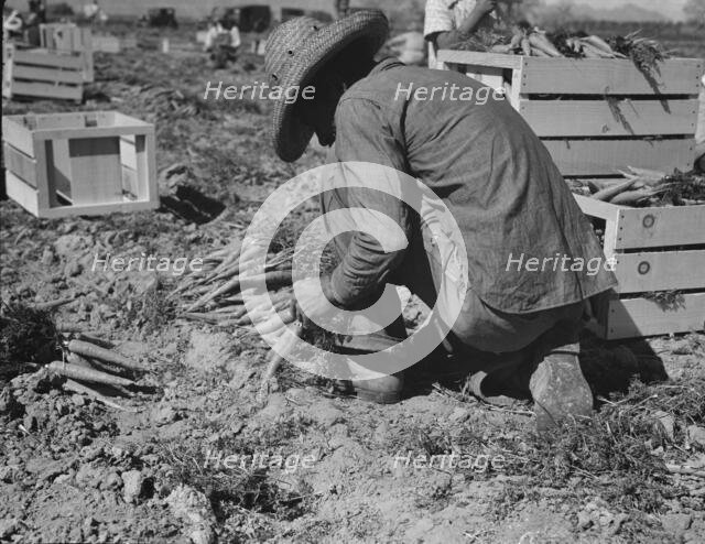 One of the hundred carrot pullers in this field in the Coachella Valley, California, 1937. Creator: Dorothea Lange.
