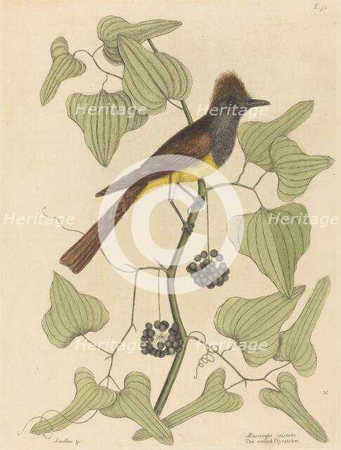 The Crested Flycatcher (Muscicapa cristata), published 1754. Creator: Mark Catesby.