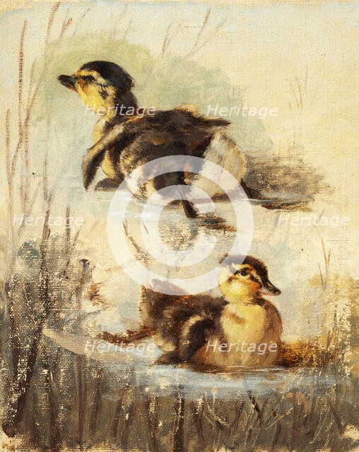 Study of Ducks on the Water II, 1840-1850. Creator: Friedrich Carl von Scheidlin.