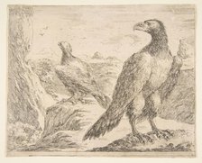 Two eagles, from 'Eagles' (Les aigles), ca. 1651. Creator: Stefano della Bella.