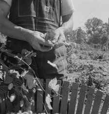 Hop picker, once Nebraska farm owner, near Independence, Polk County, Oregon, 1939. Creator: Dorothea Lange.