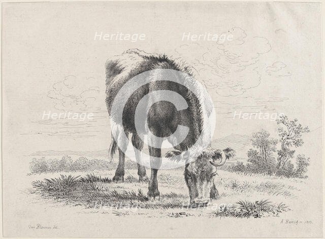 Cow grazing, 1805., 1805. Creator: Adam von Bartsch.