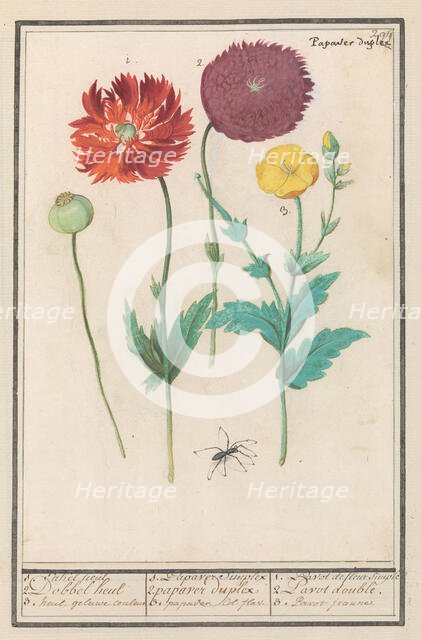 Poppy, 1596-1610. Creators: Anselmus de Boodt, Elias Verhulst.