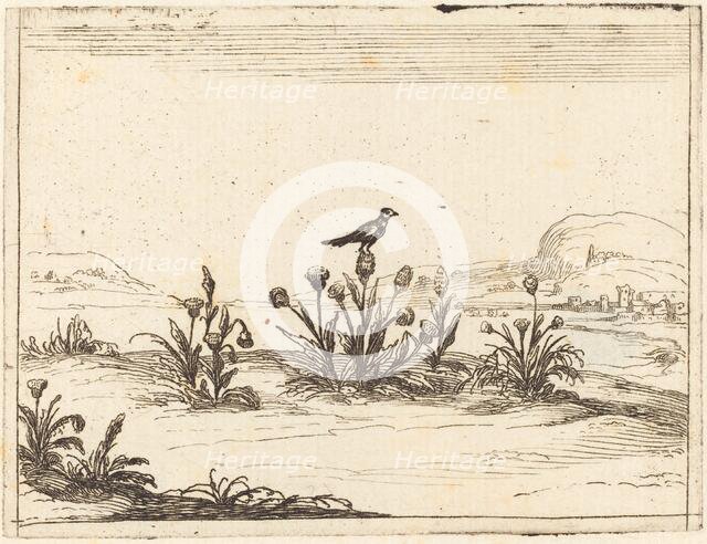 Bird Perched in a Thistle, 1628. Creator: Jacques Callot.