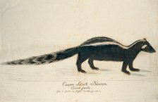 Icotnyx striatus (Striped polecat or Zorille), 1773-1780. Creator: Robert Jacob Gordon.