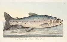 The Trout, from A Treatise on Fish and Fish-ponds, pub. 1832 (hand coloured engraving)