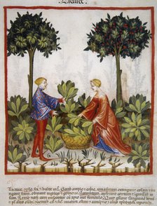 Lettuce, 14th century.  Creator: Unknown.
