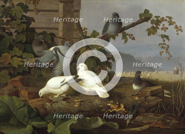 Pigeons, 19th-early 20th century. Creator: Ferdinand von Wright.