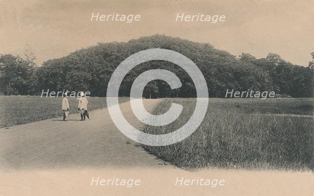 'The Bunyan Tree, Botanical Gardens. Calcutta', 1906. Creator: Johnston & Hoffmann.