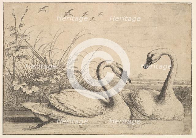 Two Swans, 1654-58. Creator: Wenceslaus Hollar.