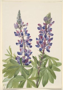 Lupine (Lupinus fornosus), 1935. Creator: Mary Vaux Walcott.