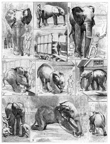 Jumbo the African elephant, 1882. Artist: Unknown