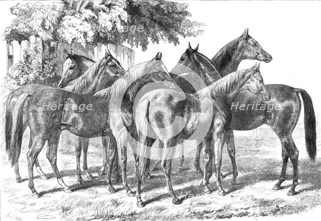 Group of yearlings at Mr. Blenkiron's sale, Middle Park, Eltham, Kent, 1868. Creator: Unknown.