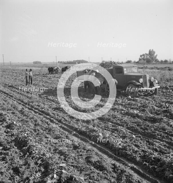 View of sugar beet field with crew loading truck for Nyssa factory, near Ontario, Oregon, 1939. Creator: Dorothea Lange.